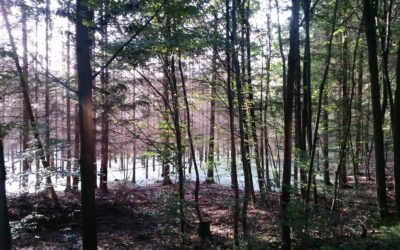ZAPROSZENIE NA WEBINARIUM: Szczeciński Park Krajobrazowy Puszcza Bukowa, a lokalna społeczność – wyniki analizy sąsiedztwa (28.05.2020 r.)